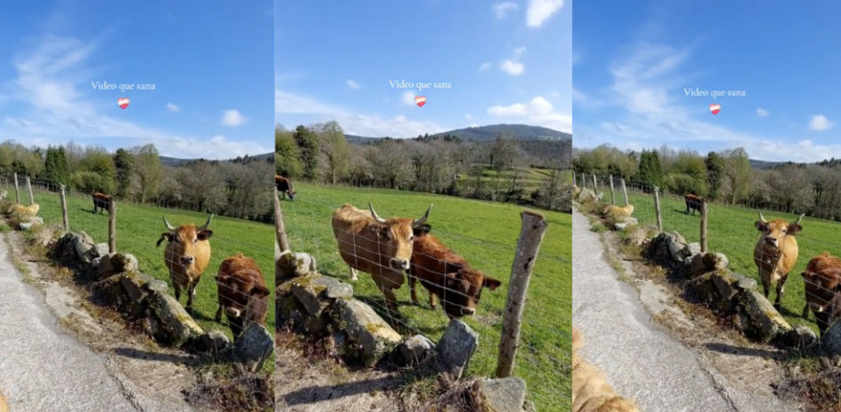 La tierna amistad entre un golden retriever y unas vacas que sana el alma: “Lo más puro del mundo”