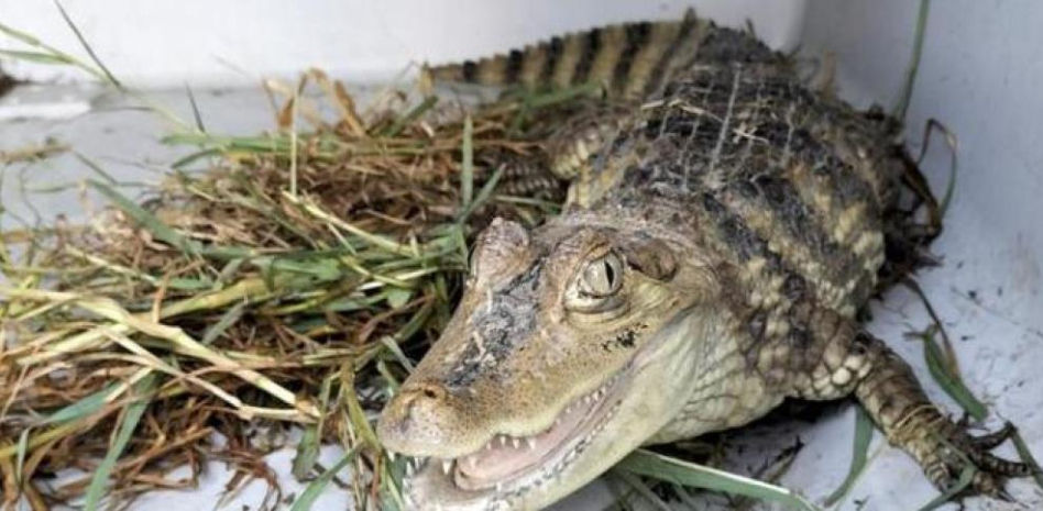 Rescatado en el Besòs: ¿pero a quién se le ocurre comprar un caimán?