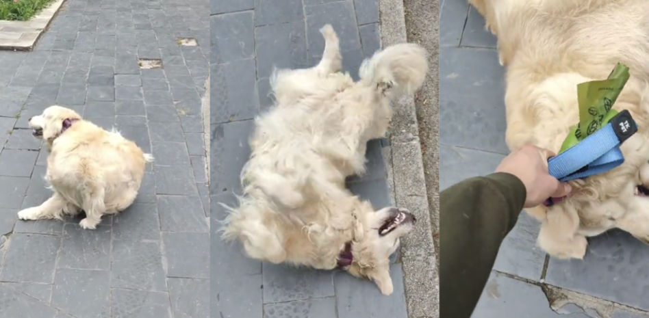 El hilarante enfado de una golden retriever cuando su dueña le dice que no van a parar en el bar durante su paseo en Asturias: “Tú no me mandas”