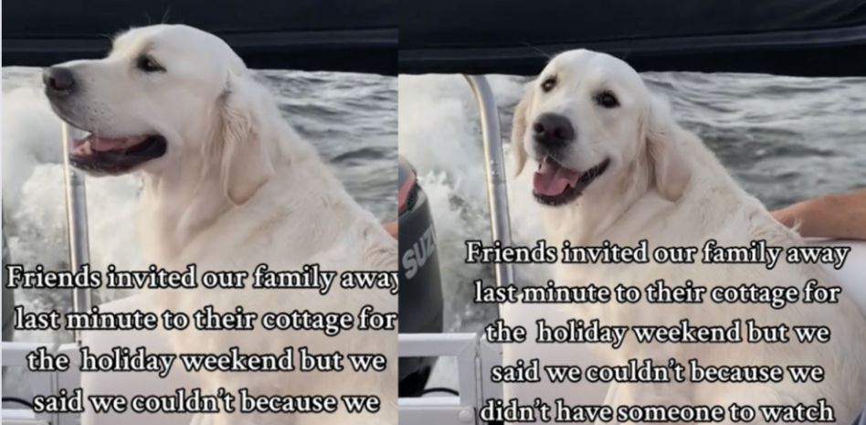 Se tienen que llevar a su golden retriever de fin de semana porque no tienen donde dejarlo y su comportamiento en el barco es hilarante