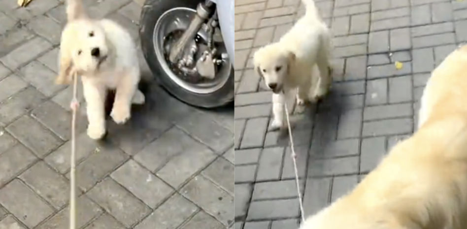 La hilarante pataleta de un cachorro de golden retriever que solo quiere ser paseado por su padre