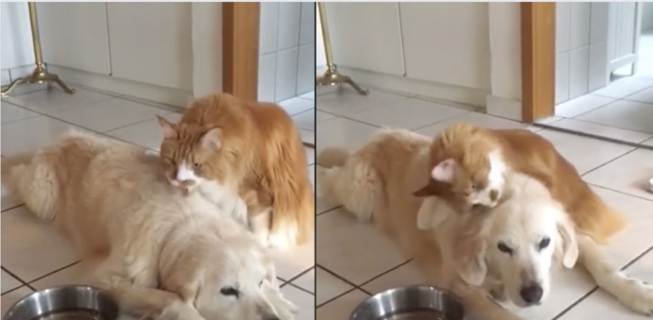 La emotiva reacción de un gato a la llegada de su hermano golden retriever después de una operación