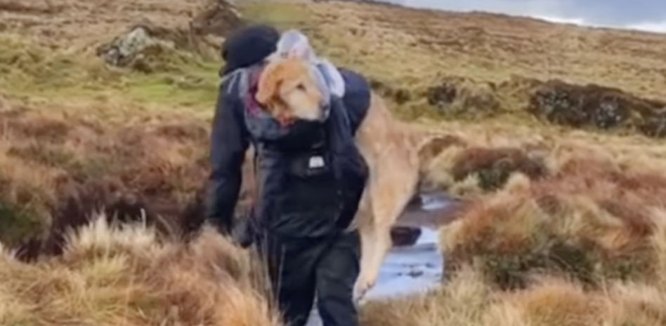 Una pareja de excursionistas rescata a una golden retriever que llevaba perdida dos semanas en unas montañas heladas