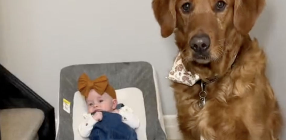 Una joven explica cómo es realmente la convivencia de su golden retriever con su hija recién nacida: “No es lo que me contaron”