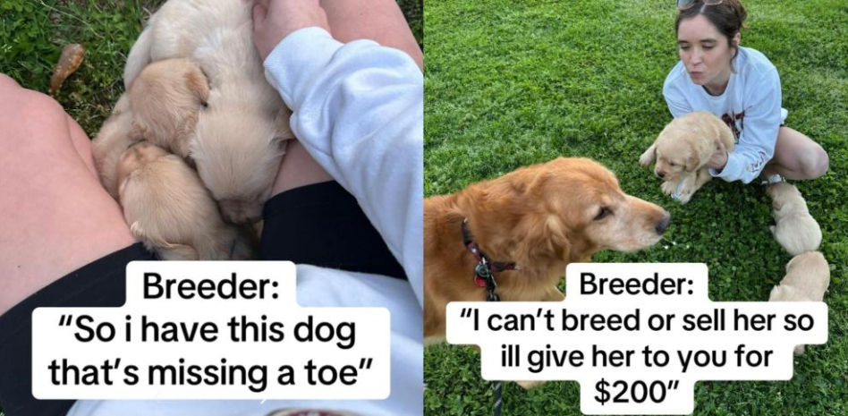 Reservan un golden retriever y se acaban llevando a la hermanita de la camada que tiene un defecto en la pata: “La resiliencia de los perros es increíble”