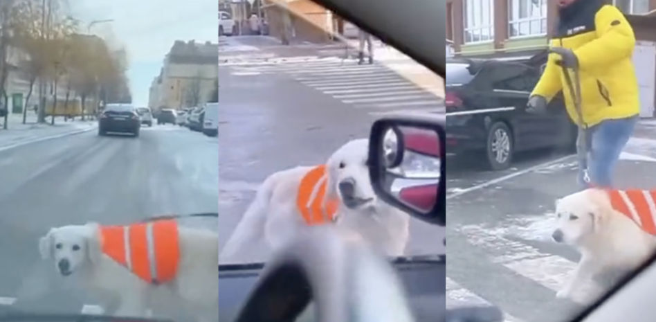 Un golden retriever guía regaña a un conductor por no dejar cruzar un paso de peatones a su dueño ciego: “Tiene toda la razón”