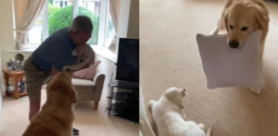 La enternecedora reacción de un golden retriever a la llegada de su hermano pequeño a casa: “No se aguanta la emoción”