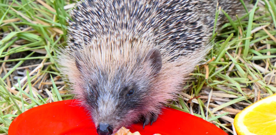 Eri, nueva mascota del monasterio de Pedralbes