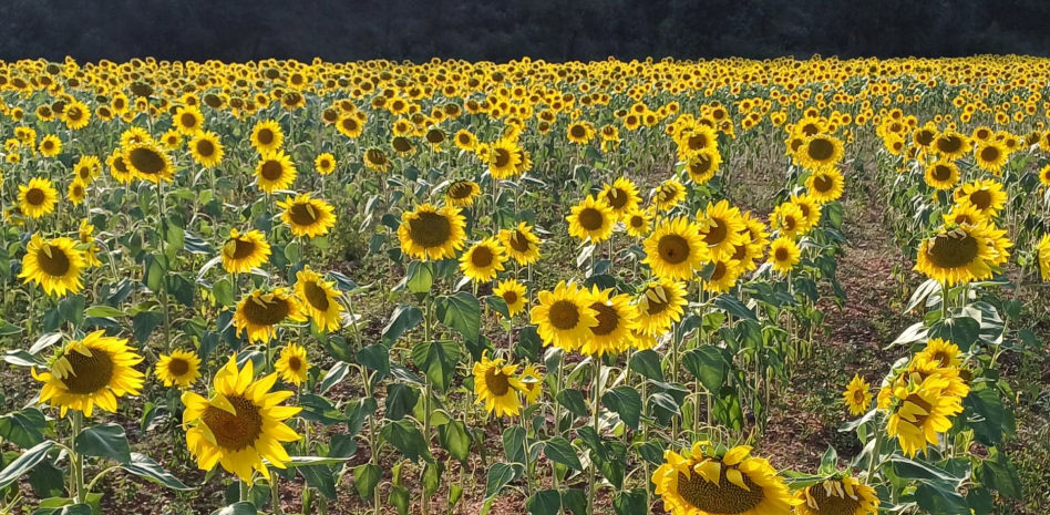 Los resilientes girasoles de La Barata