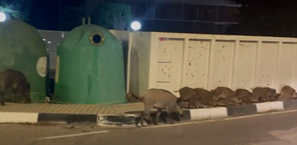La batalla valenciana contra la espectacular proliferación de jabalíes (también en la costa)