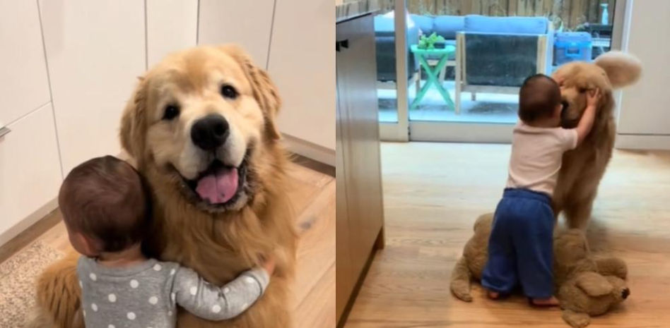 Cómo la adopción de un golden retriever ha transformado la vida de una niña: “Qué amor más bonito”