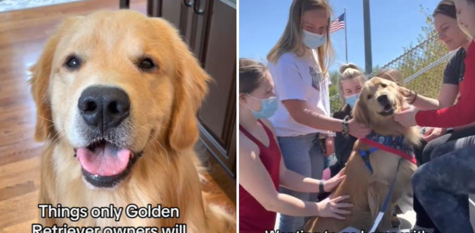 Las redes se enamoran con las cosas que hace este golden retriever: “Somos afortunados de vivir en su mundo”