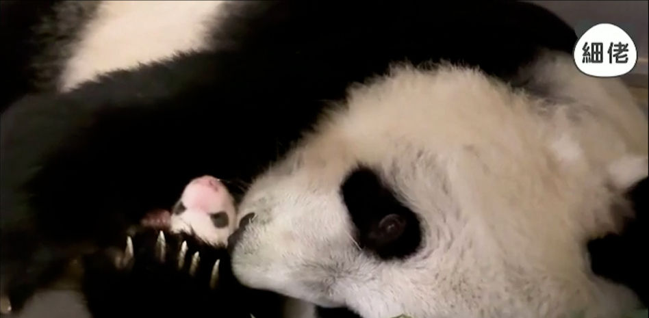 Los pandas gigantes gemelos de Hong Kong cumplen un mes