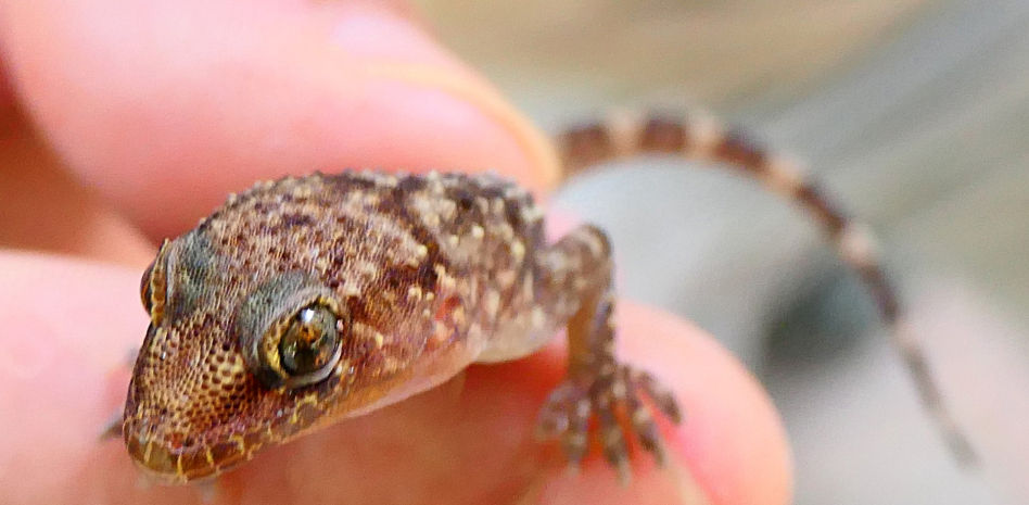 El gran secreto del movimiento de la salamanquesa: las fuerzas de Van der Waals