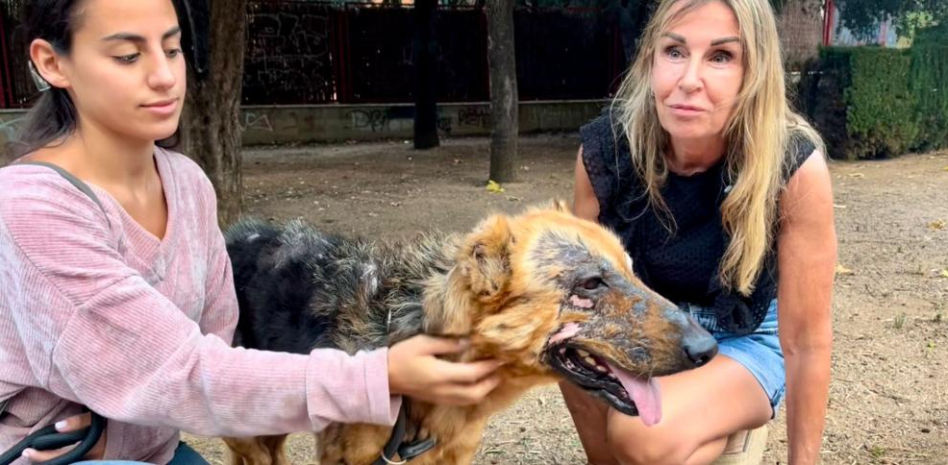 La juez que adoptó una perrita quemada viva: “La ley debe endurecerse”