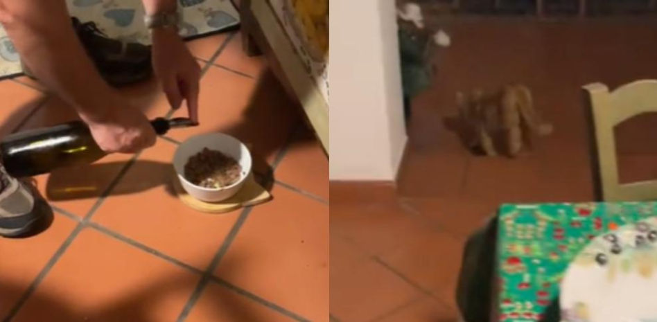 Visita a sus padres en Italia y la gente alucina con la manía del gato: “No come a menos que lleve aceite de oliva”