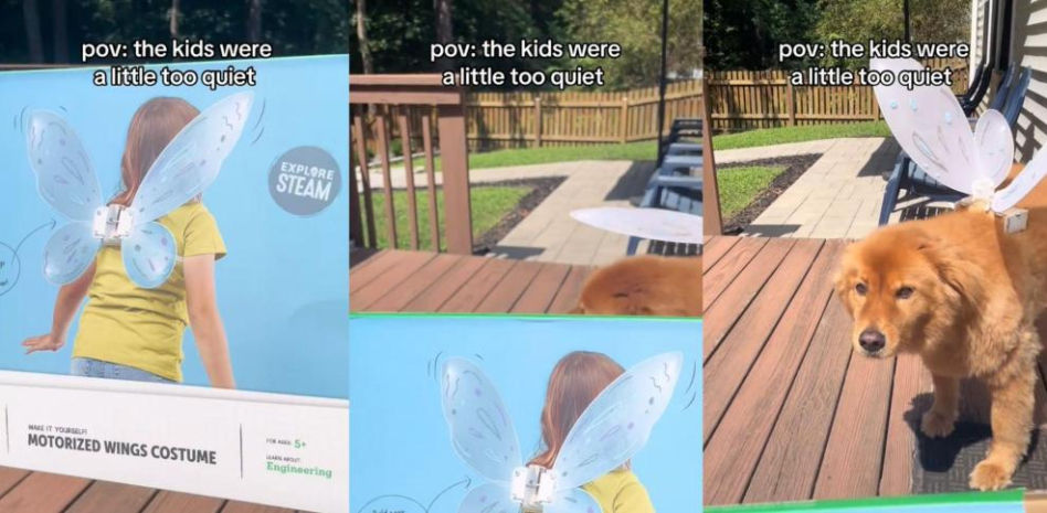 Sospecha que sus hijos están muy callados y encuentra a su golden retriever con alas de hada