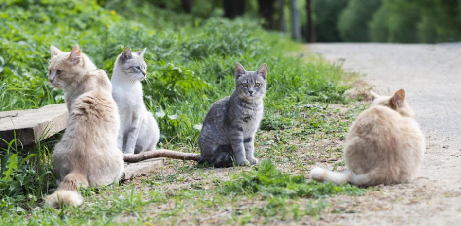 Rescatados 74 gatos de un piso de una mujer que sufre el síndrome de Noé en Madrid