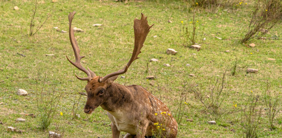 Arranca el espectáculo de la berrea en el Ripollès