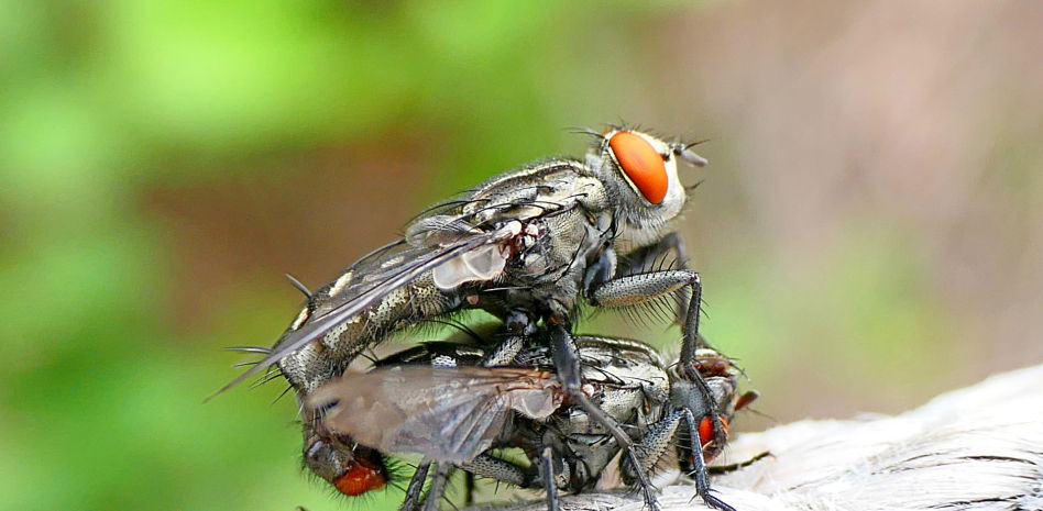 ¿Qué enseñan las moscas sobre el acto sexual?