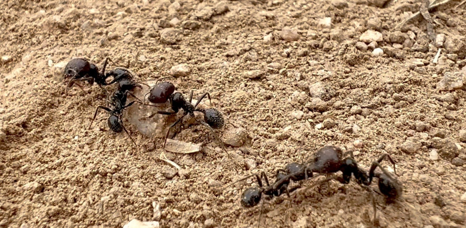 El otoño de las hormigas, ¿están más activas?