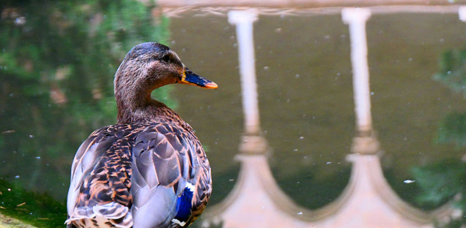 La patita triste regresa al monasterio de Pedralbes sana y salva cuatro meses después