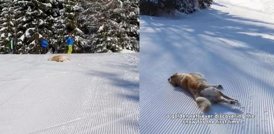 La enternecedora reacción de un golden retriever al sentir la nieve por primera vez: “Llorando al mediodía ya”