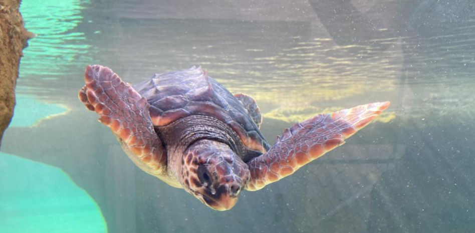 Las tortugas bobas colonizan la costa española en busca de machos