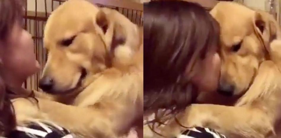 La emotiva reacción de un golden retriever al ser adoptado después de años abandonado en un refugio: “Amor puro y sincero”