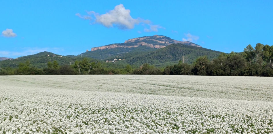 Campos florecidos primaverales en otoño