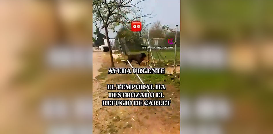 El temporal destroza un refugio de animales de Carlet y se desperdigan decenas de perros