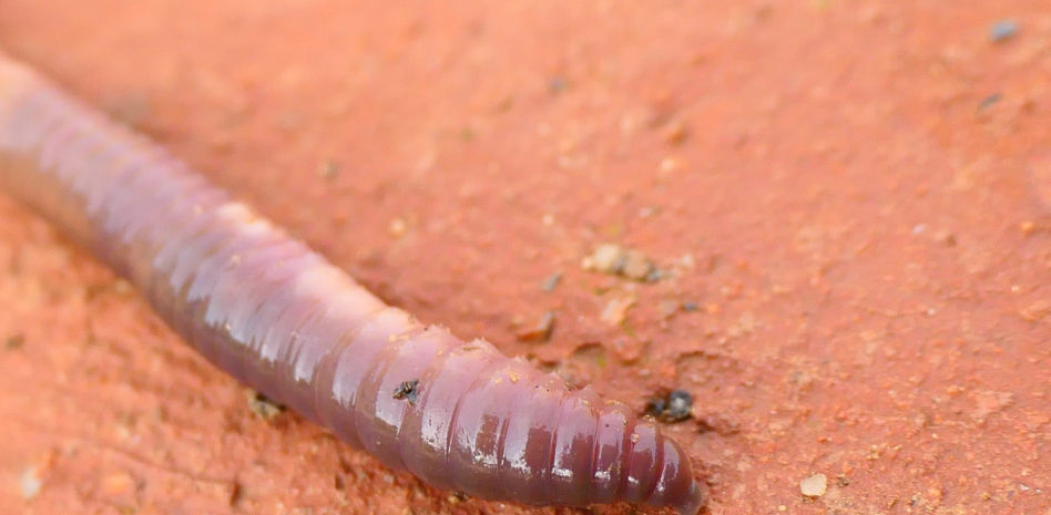 ¿Por qué la lombriz de tierra es tan importante para preservar el planeta?