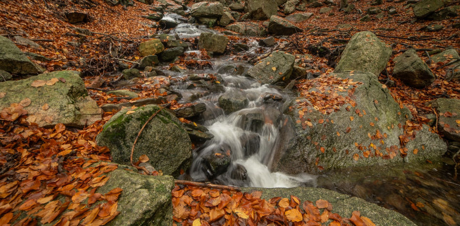 ¿Cómo suena el otoño en el Montseny?