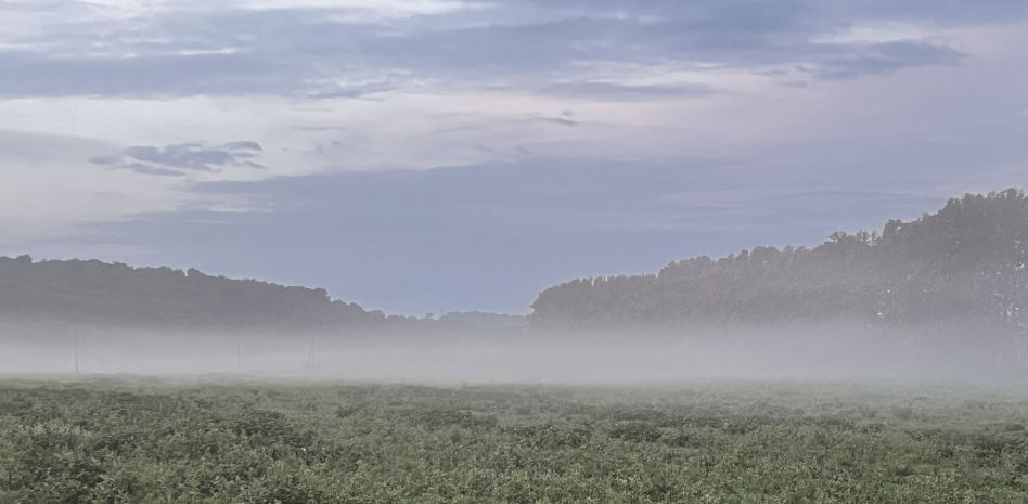 Otoño con el efecto de la niebla empordanesa