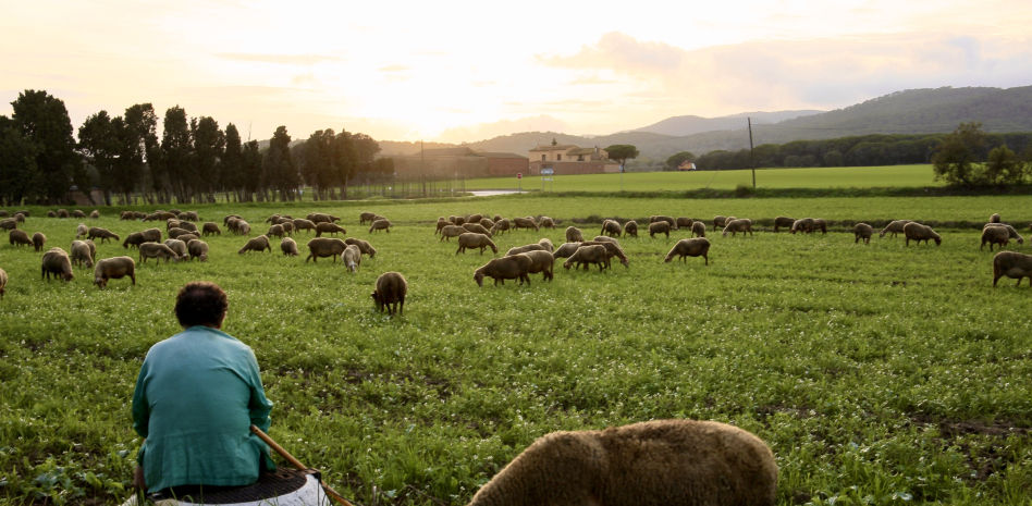 El oficio de pastor aún perdura en el Empordà