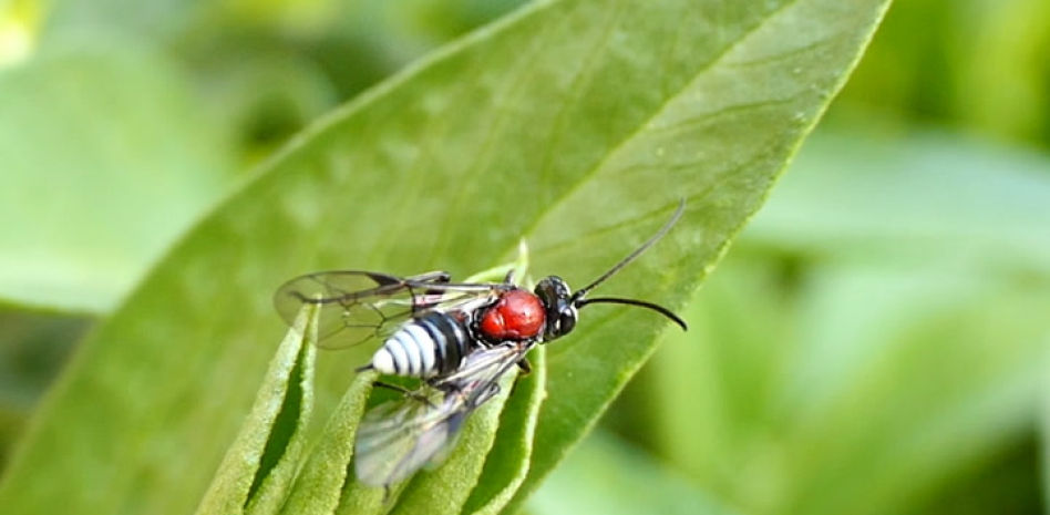 El otoño de la mosca saltarina