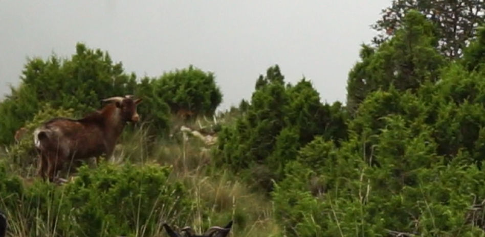 Las simpáticas cabras de los rebaños de altura del pantano de Sau