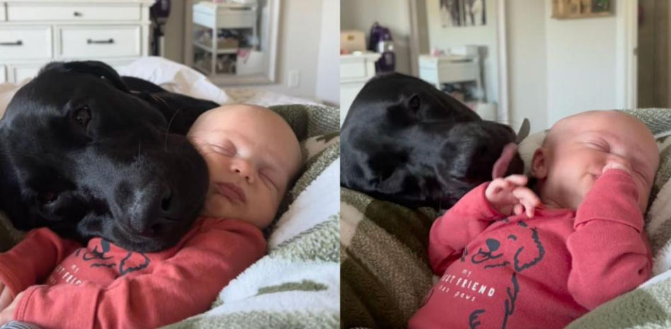 La tierna actitud de un labrador con su hermano humano recién nacido: “Serán grandes compañeros”