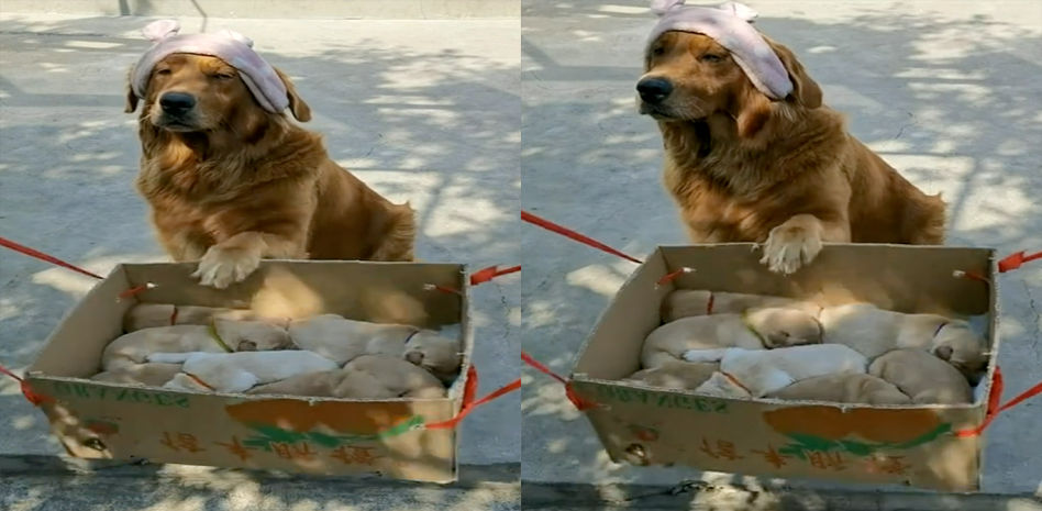 Una mamá golden retriever ilustra perfectamente el sentir de muchas madres: “La mirada de las mil arrepentidas”