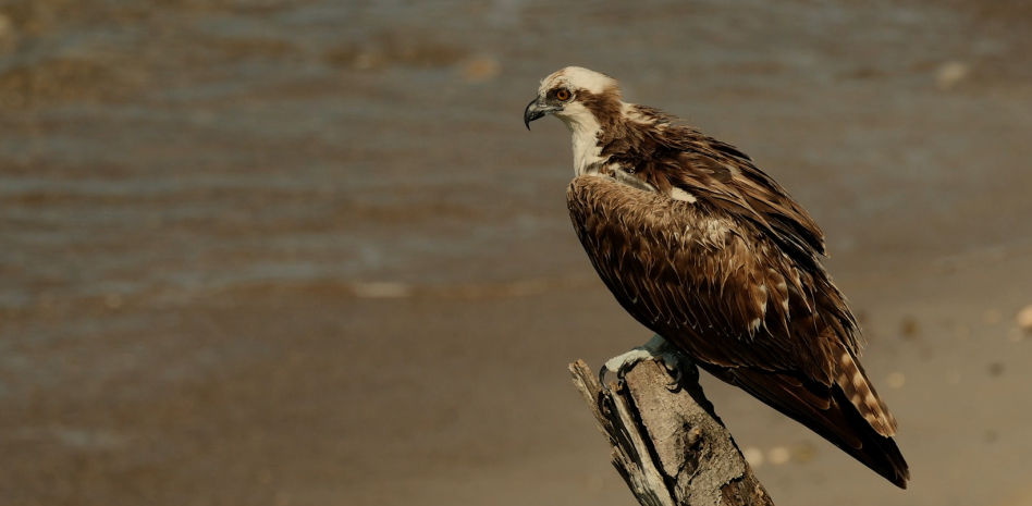 El águila pescadora vuela de nuevo: la energía que impulsa el renacer ecológico en España