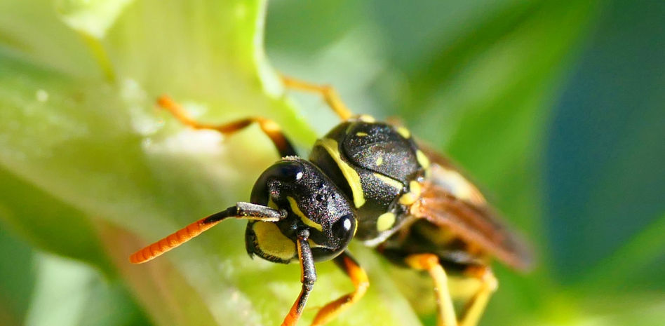 La avispa papelera, solo puede quedar una
