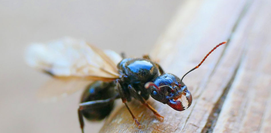 El huevo de oro de las hormigas aladas