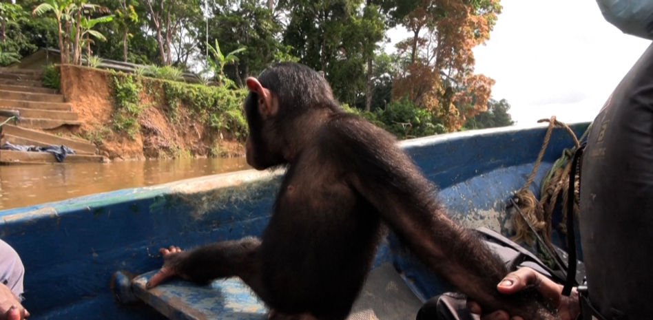 Un santuario de Camerún ofrece un refugio seguro y natural para chimpancés huérfanos