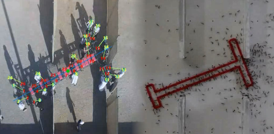 Vídeo: las hormigas demuestran mayor inteligencia colectiva que los humanos