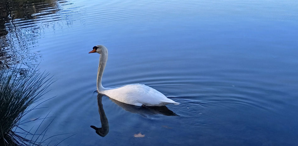 La historia del cisne del lago de Graugés