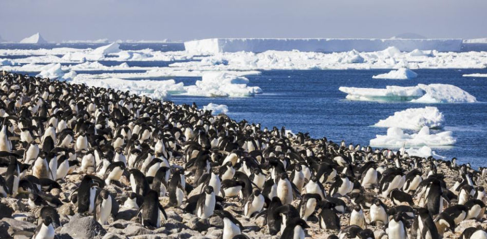 El iceberg más grande del mundo amenaza Georgia del Sur, la isla de los pingüinos