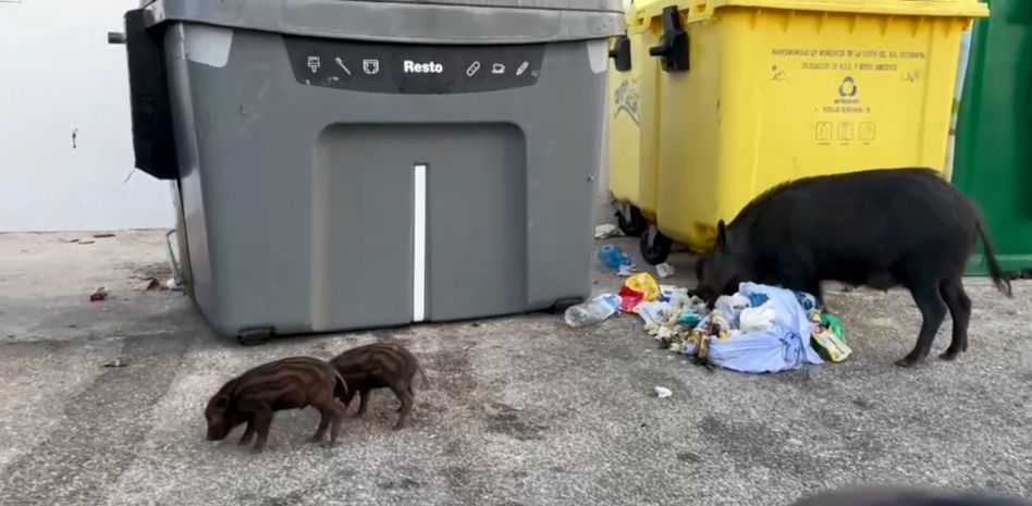 El problema de los jabalíes se agrava en casi toda Europa