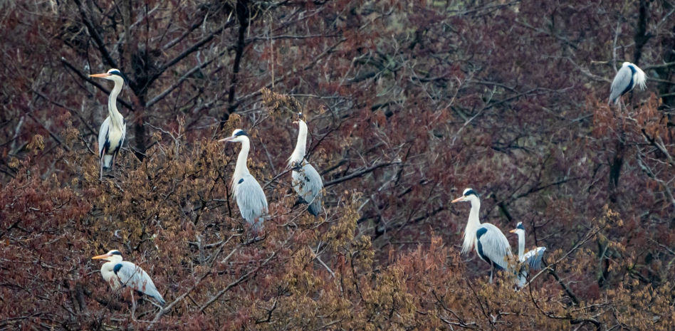 La gran escena del preludio de la primavera en Catalunya, ¿sabes dónde se puede observar?