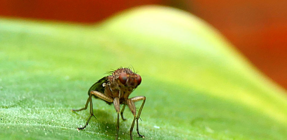 ¿Cómo es la mosca favorita de los científicos?