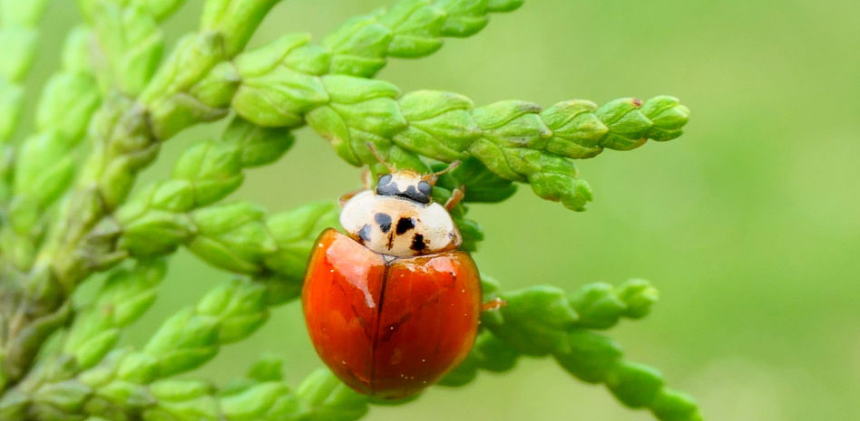 De la avispa a la mariquita asiática